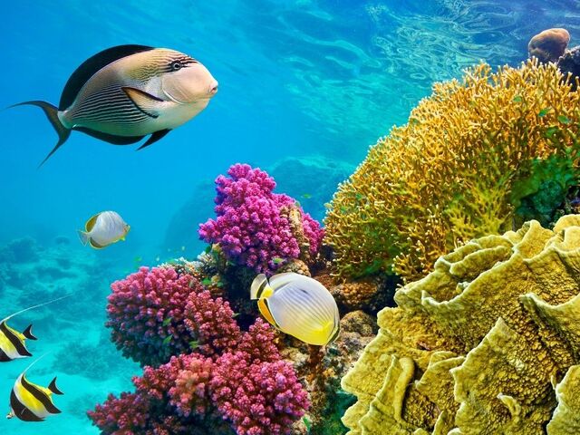 Sharm El Sheikh Turu